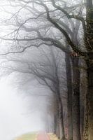 Misty Morning