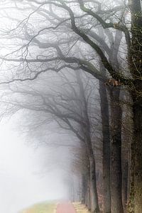 Misty Morning sur René Vierhuis