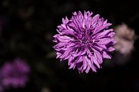 Violette Blume, Wildblume von Gwyn de Graaf Miniaturansicht