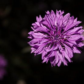 Violette Blume, Wildblume von Gwyn de Graaf