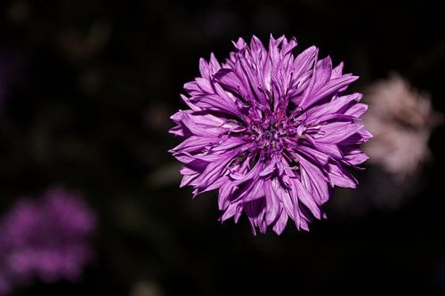 Violette Blume, Wildblume