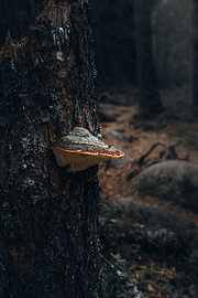Skandinavische Wildnis – Vertikale Walddramatik mit Baumschimmel auf einem nebligen Waldweg von Dylan Winter Visuals