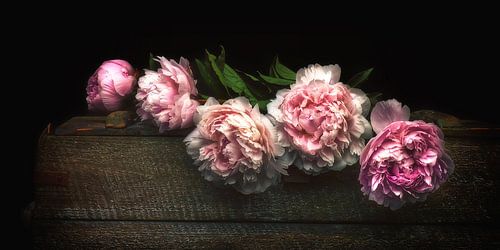 Pivoines - Romantic Elegance