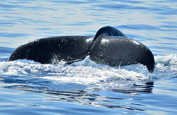 Une baleine à bosse submerge au large d'Hawaï sur Martijn de Jonge