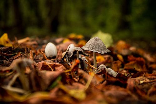 Paddestoel herfsttafereel