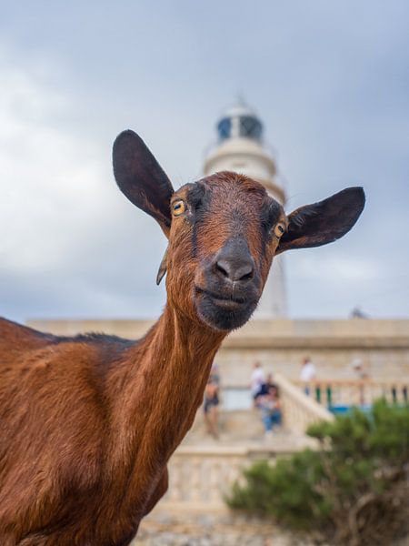 Mallorca - Wilde geit bij Cap Formentor van t.ART