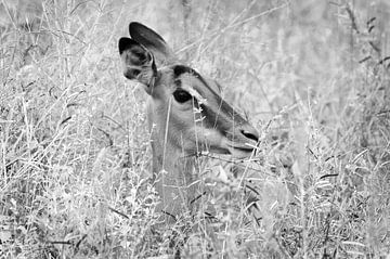 Impala at rest - portret by Lotje Hondius