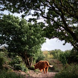 Schotse Hooglander in Westduinpark van Charlotte Van Der Gaag