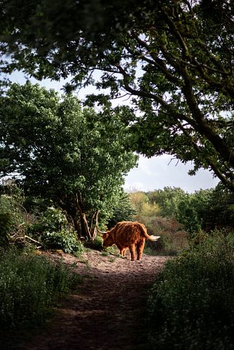 Scottish Highlander in Westduin Park