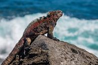 Volwassen Zeeleguaan Galapagos eilanden by Lex van Doorn thumbnail