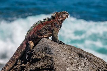 Volwassen Zeeleguaan Galapagos eilanden sur Lex van Doorn