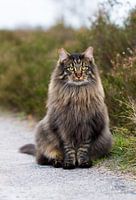Maine Coon Thorgal in een close-up op de heide