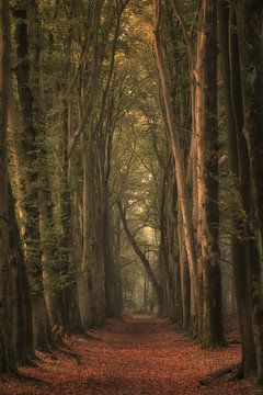 Allée d'arbres magiques sur Moetwil en van Dijk - Fotografie