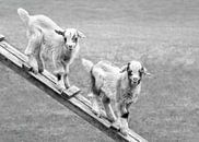 Jonge geitjes in de weide (in zwart-wit) van Christa Thieme-Krus thumbnail