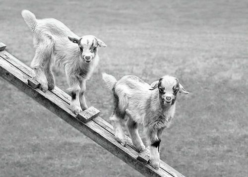 Two young goats in the meadow (in monochrome)