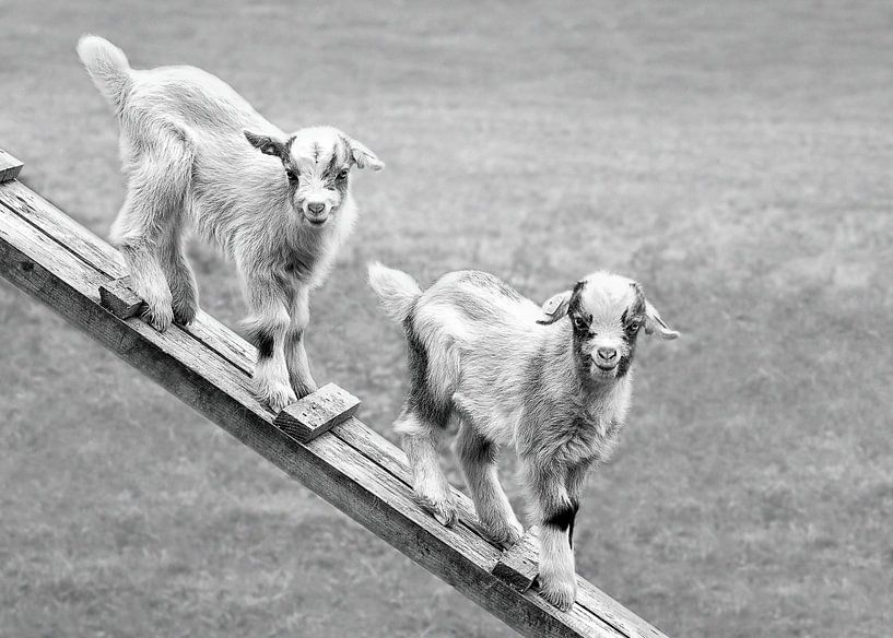 Jonge geitjes in de weide (in zwart-wit) van Christa Thieme-Krus