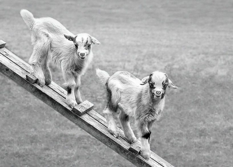 Les enfants dans la prairie (en noir et blanc) par Christa Krus