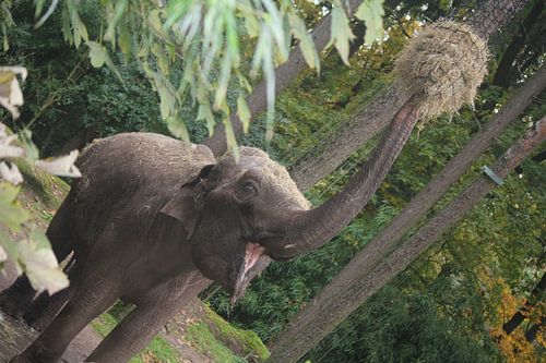 Olifant van Charella Hulsbosch