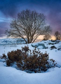 Winter landschap met boom tijdens zonsondergang op Godøy, Ålesund, Noorwegen van qtx