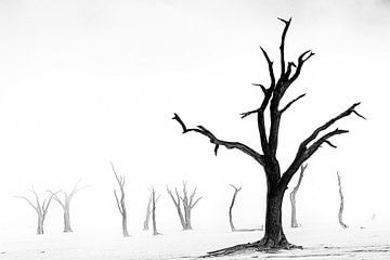 Dode bomen in de mist van Adri Klaassen
