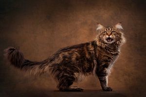 Maine Coon Katze