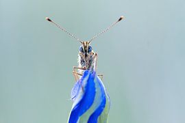 Blue eyes. van Francis Dost