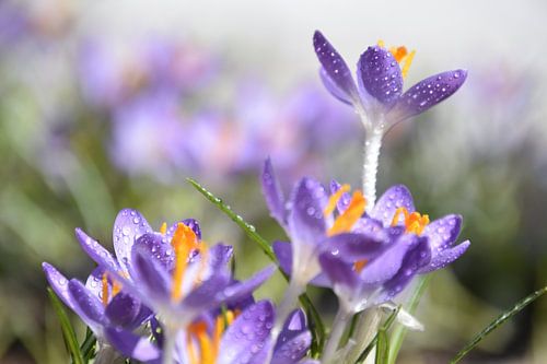 De eerste krokussen in de tuin