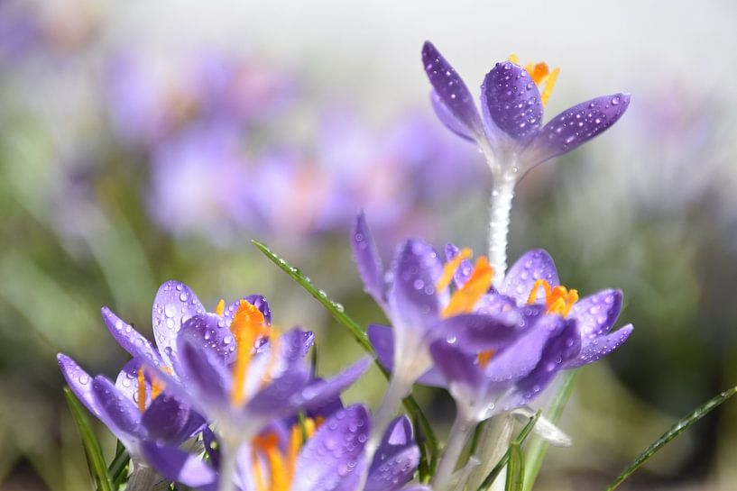 The first crocuses in the garden by Claude Laprise