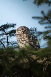 Steinkauz im Nadelbaum von Laurens Balvert