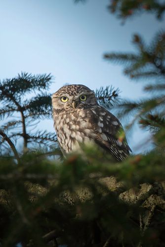 Little owl in coniferous tree