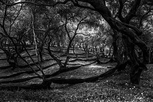 Parga olive grove in black & white van Peter van Eekelen