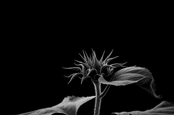 Sunflower.