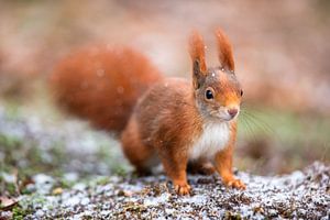 Eichhörnchen im Winter