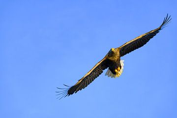Aigle à queue blanche ou aigle de mer chassant dans le ciel du Nord sur Sjoerd van der Wal Photographie