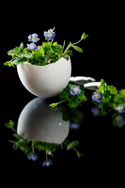 Am Anfang war das Ei par Rolf Pötsch