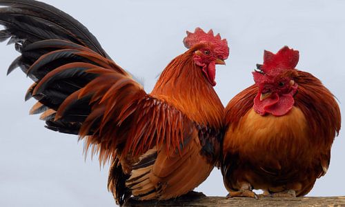 Met de kippen op stok