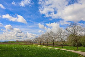 Lentelandschap bij Homberg in Hegau - Bodendistrict van BlattArt - Christine Horn