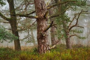 Herbst Nadelbaumwald im Nebel von Peter Bolman