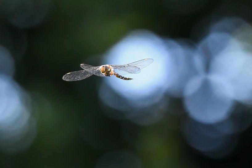 Libelle / Dragonfly van Henk de Boer