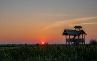 Country of the Rising Sun.... in Drenthe