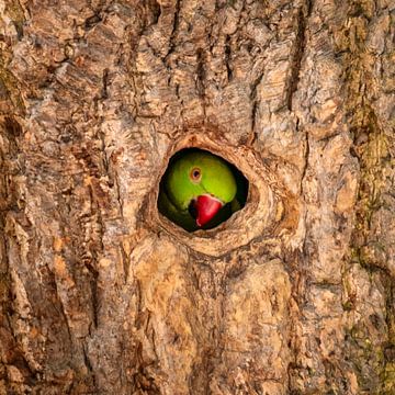 Amsterdam, Vondelpark. Halsbandsittich im Nest. von Frans Lemmens