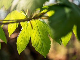 Bärensteine, Suisse saxonne - Feuilles d'érable au soleil