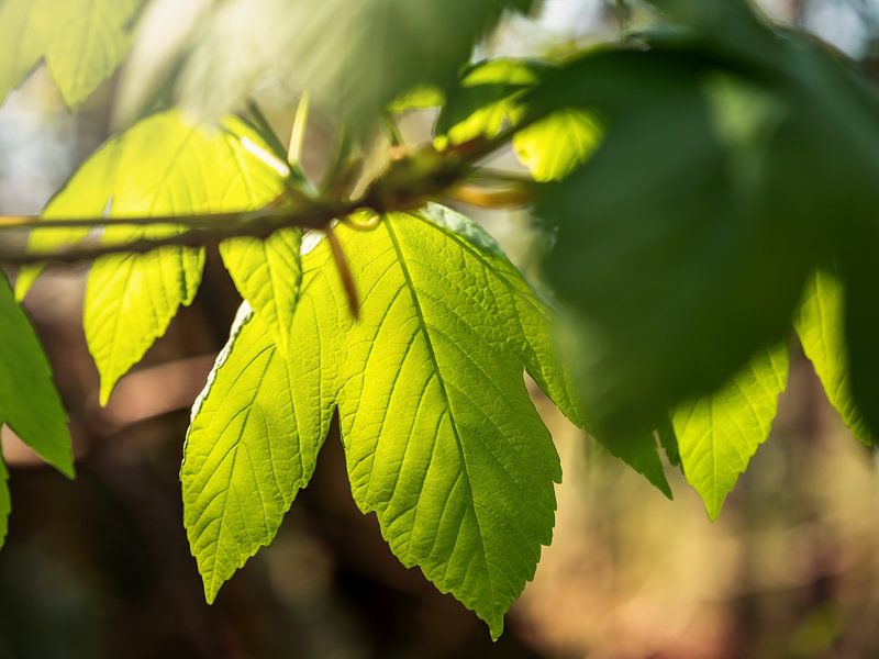 Bärensteine, Sächsische Schweiz - Ahornblätter im Sonnenschein von Pixelwerk