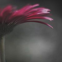 Artistic Gerbera