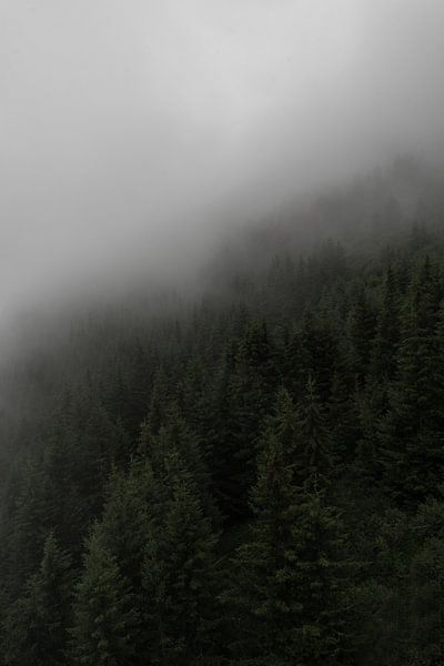 Skandinavisches Foto auf einem Berg mit Kiefern, Nebel und Wolken von Moments by Kim