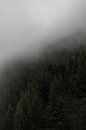 Skandinavisches Foto auf einem Berg mit Kiefern, Nebel und Wolken von Moments by Kim Miniaturansicht