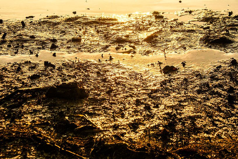 Rêve de la terre d'or par Simon van der Plas