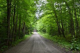 Eine Landstraße im Sommer von Claude Laprise