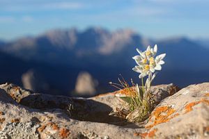 Edelweiß mit Berg im Hintergrund