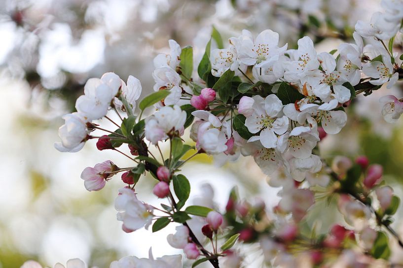 Blühende Blüte von Linda de Klein